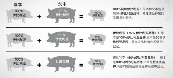 原产地品质保驾护航 伊比利亚火腿出口额再攀新高
