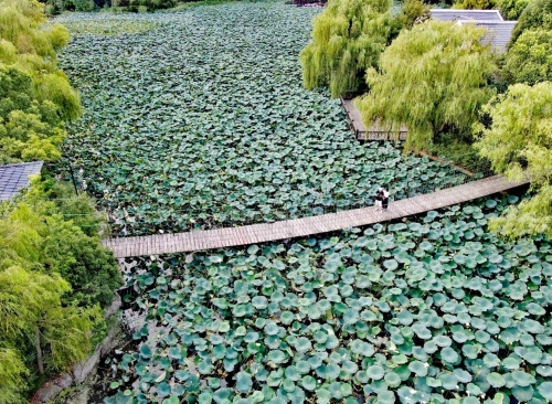 上海衡山北郊宾馆樱花季沉浸式赏樱下午茶